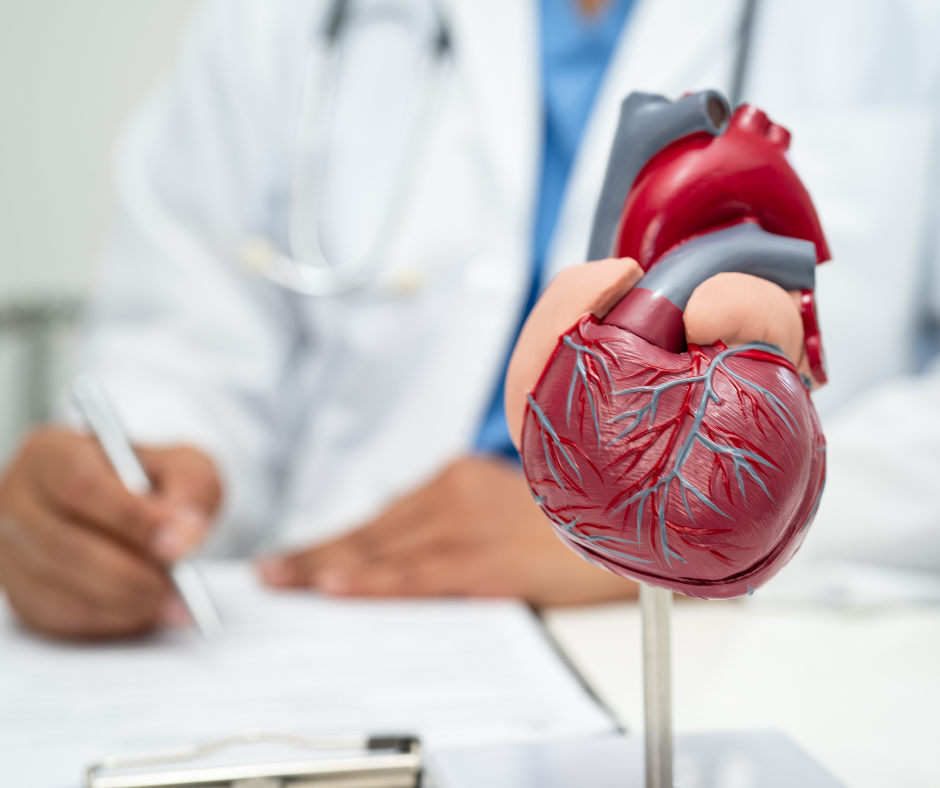 Photograph of an anatomical heart model, with a healthcare professional in the background.